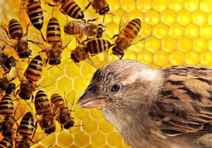 Do birds eat bees?