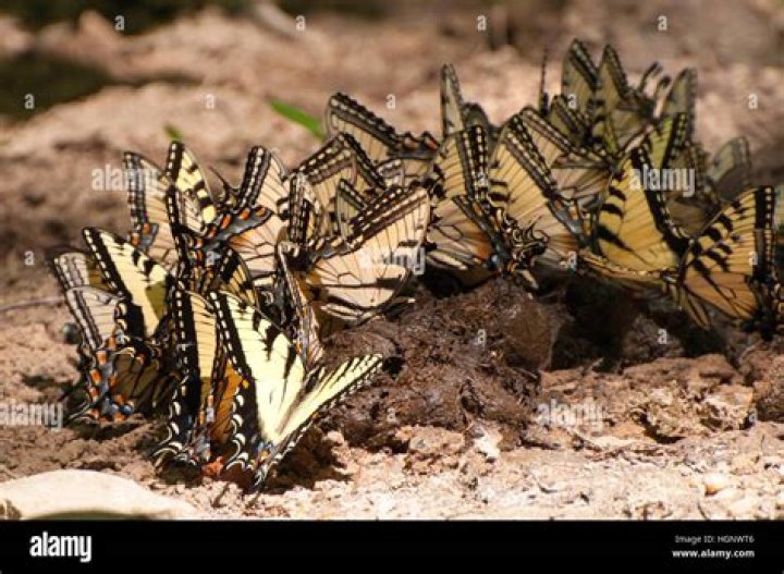 Do butterflies have red poop?