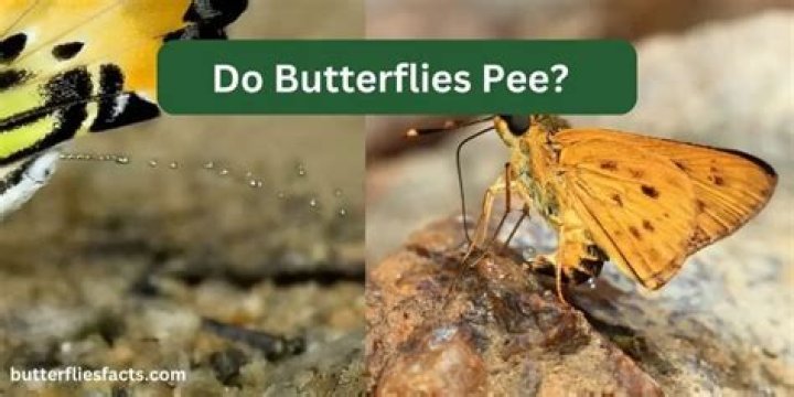 Do butterflies like pee?