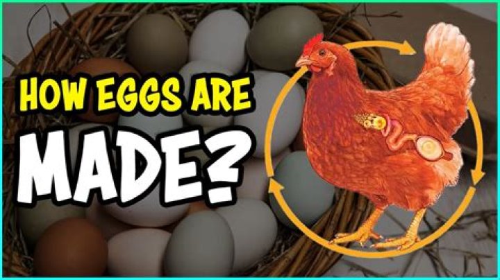 Do chickens know which eggs are theirs?