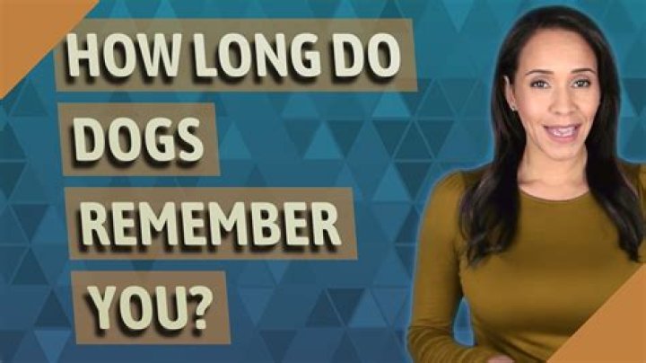 Do dogs remember you?
