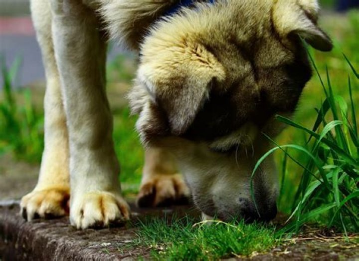 Do female dogs ruin grass?