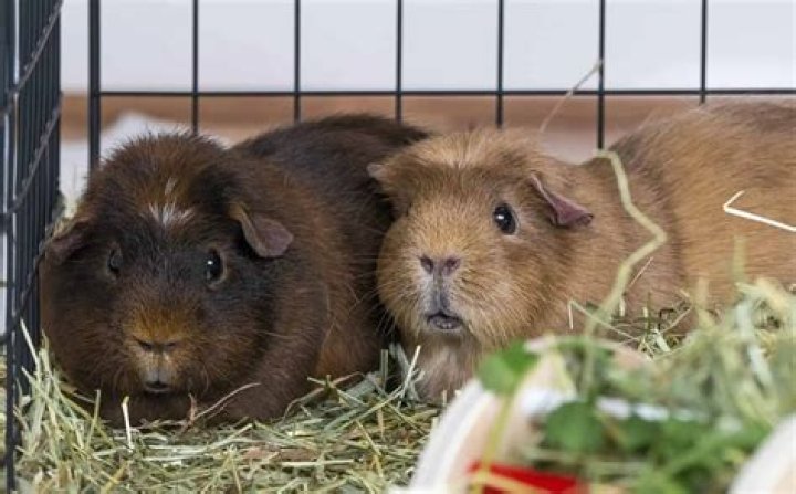 Do guinea pigs need veg everyday?