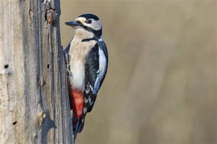 Do hawks eat woodpeckers?