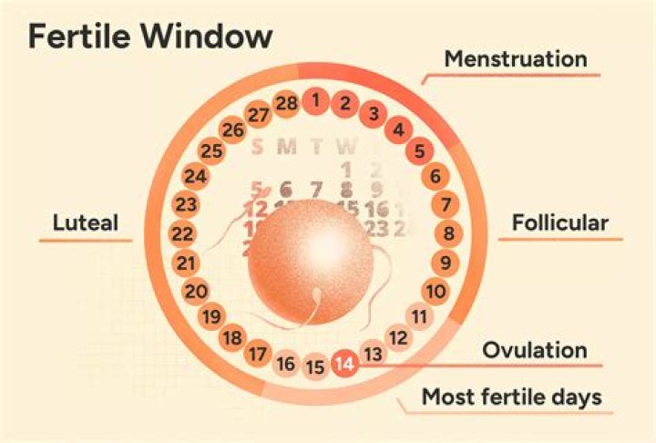 Do heavy periods mean you are fertile?