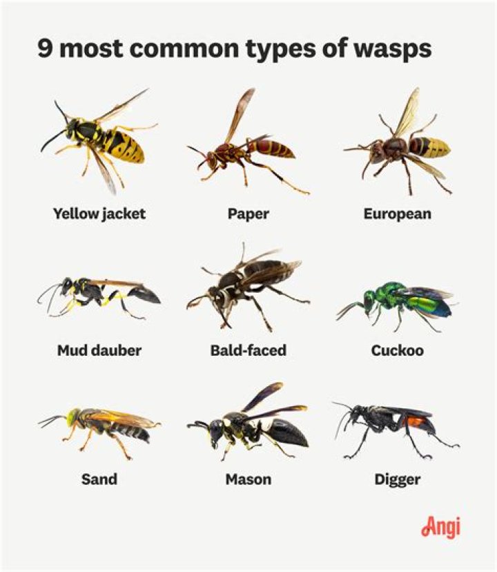 Do hornets or wasps live underground?