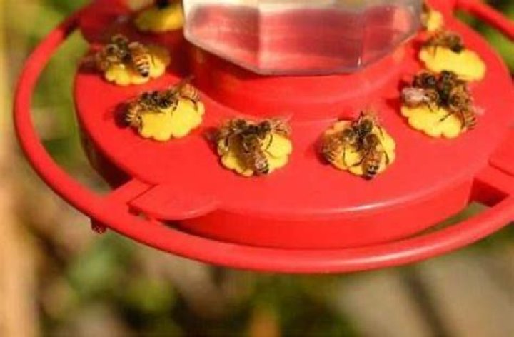 Do hummingbird feeders attract yellow jackets?