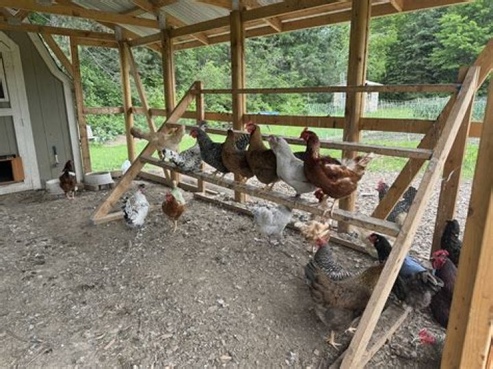 Do I need a roof over my chicken run?