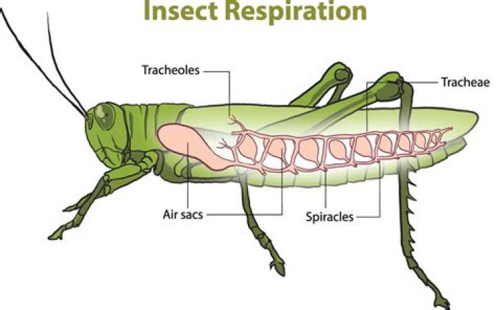 Do insects have elytra?