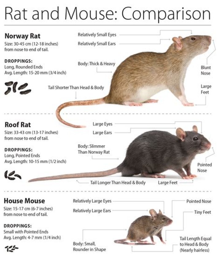 Do mice have pink tails?