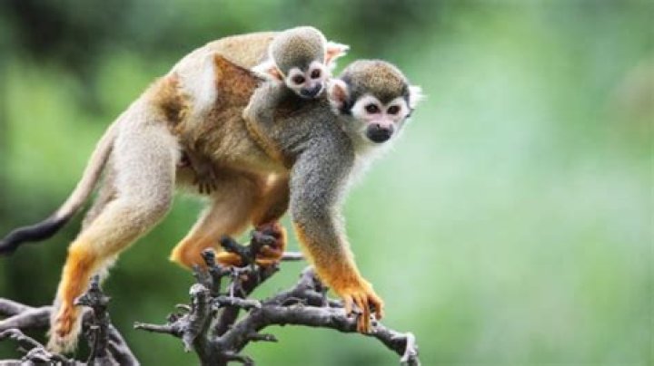 Do monkeys live in South America?