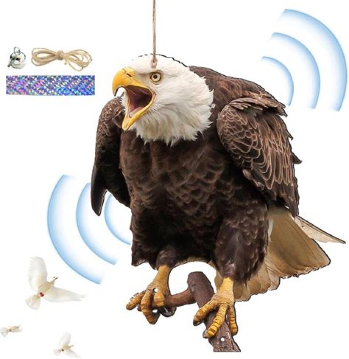 Do owls scare hawks?
