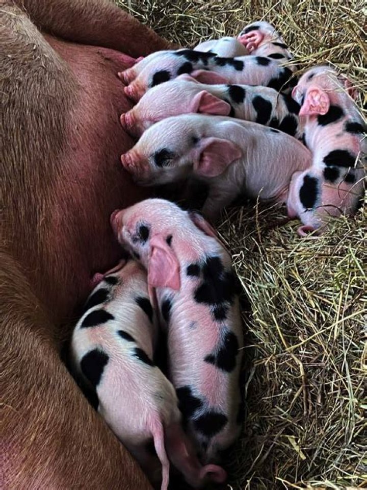 Do pigs have hearts?