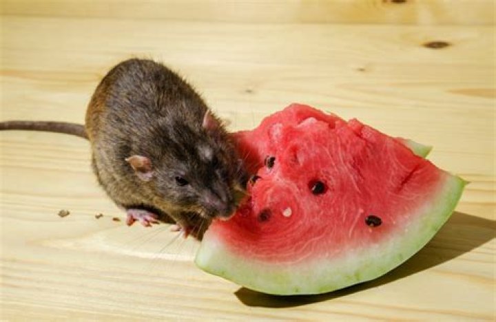 Do rats like flour?