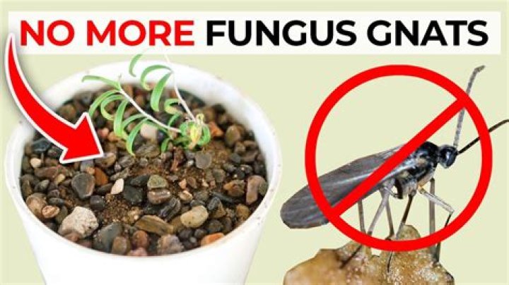 Do rocks help with fungus gnats?