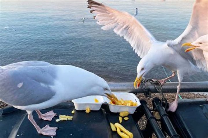 Do seagulls fart?