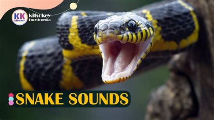 Do snakes like toys?