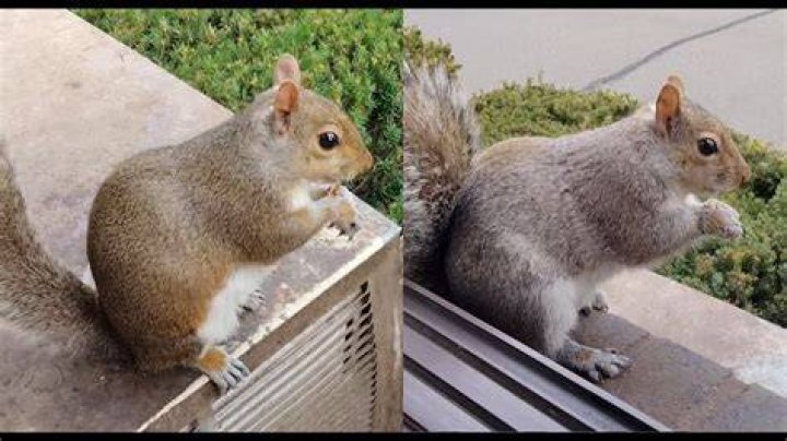 Do squirrels get rid of mice?