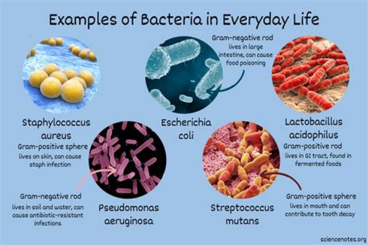 Do towels hold bacteria?