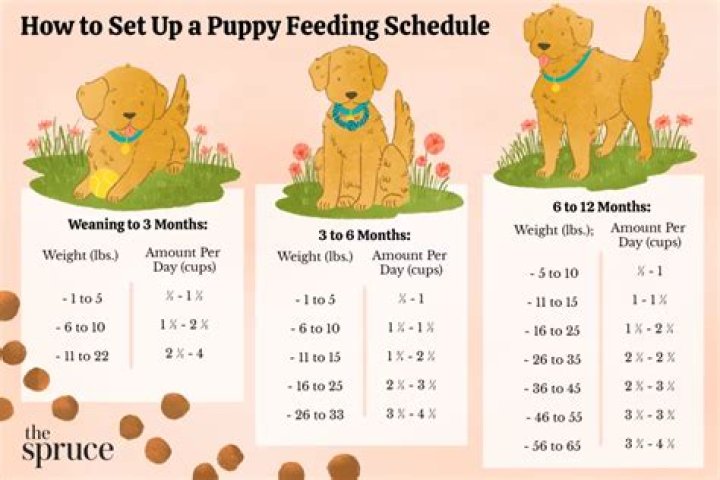 Do you wake up a puppy to pee?