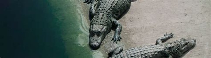 Does Disney get rid of alligators?