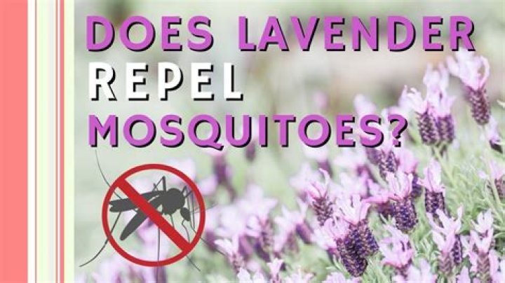 Does lavender keep flies away?