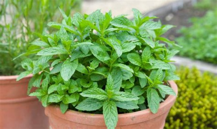 Does Mint have a fee?