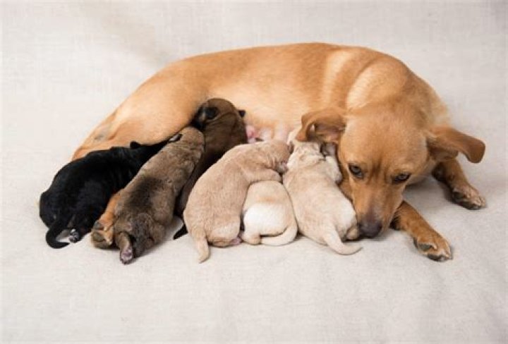 Does mother dog remember her puppies?