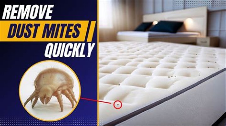 Does my mattress have mites?