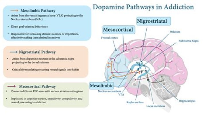 Does quitting smoking affect dopamine?