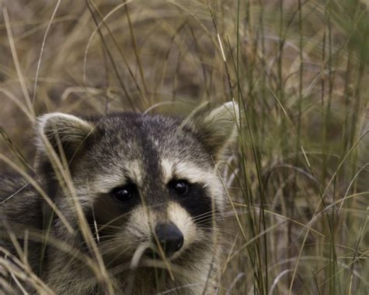 Does Vicks test on animals?