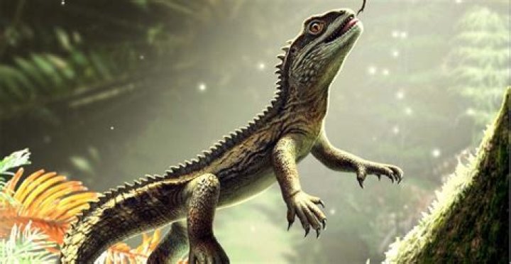 Has a dragon been discovered?