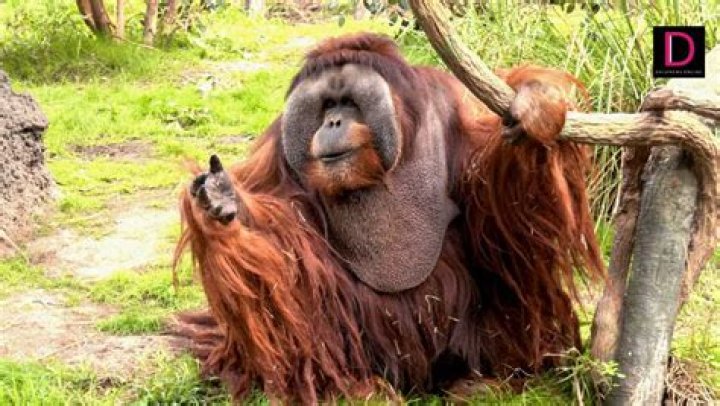 Has an orangutan ever attacked a human?