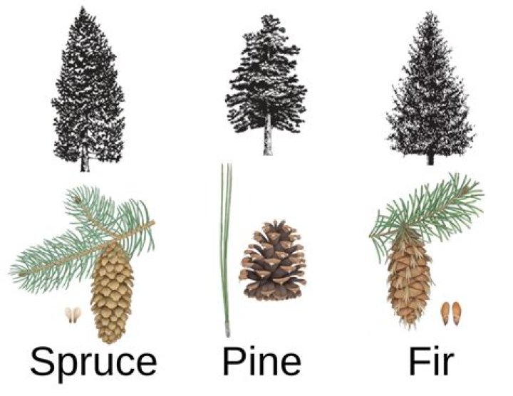 How ancient are pine trees?