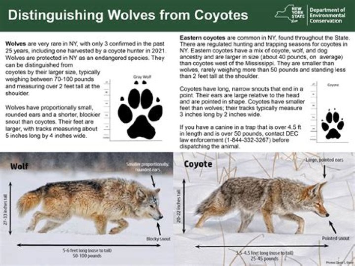 How big is a coyote den?