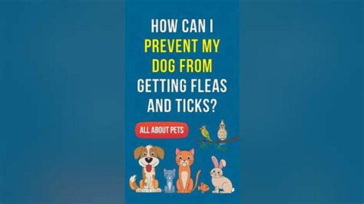 How can I prevent my dog from getting fleas?