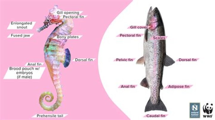 How can you tell a male seahorse from a female?