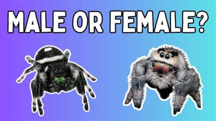 How can you tell if a spider is a boy or girl?