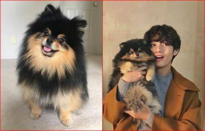 How did V get Yeontan?