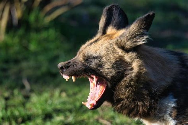 How do hyenas talk?