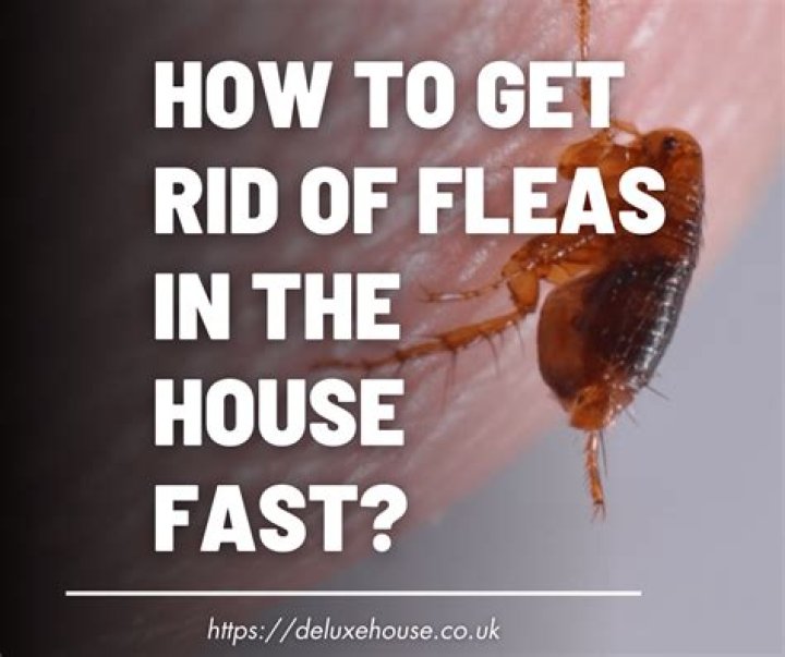 How do I know if house has fleas?
