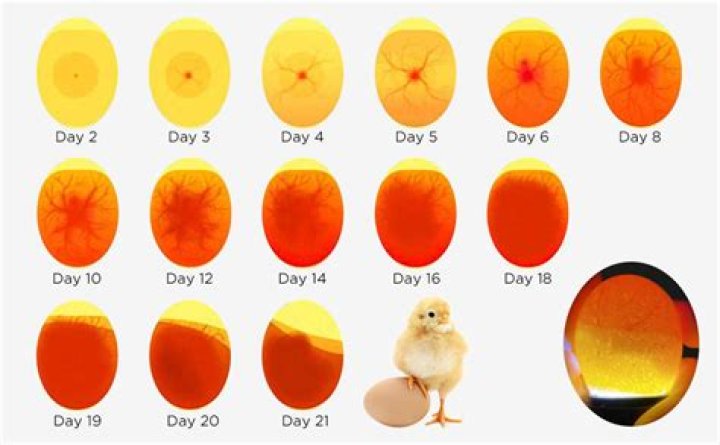 How do I make my chicken eggs more orange?