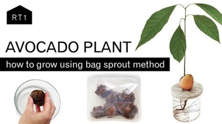 How do I prepare my 6 month old avocado?