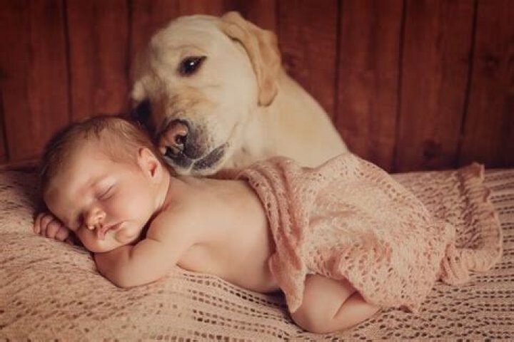 How do I prepare my dog for a new baby?