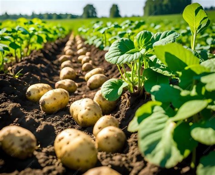 How do large farms harvest potatoes?