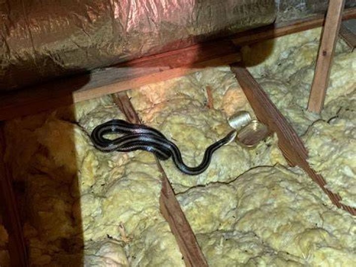 How do snakes enter a house?