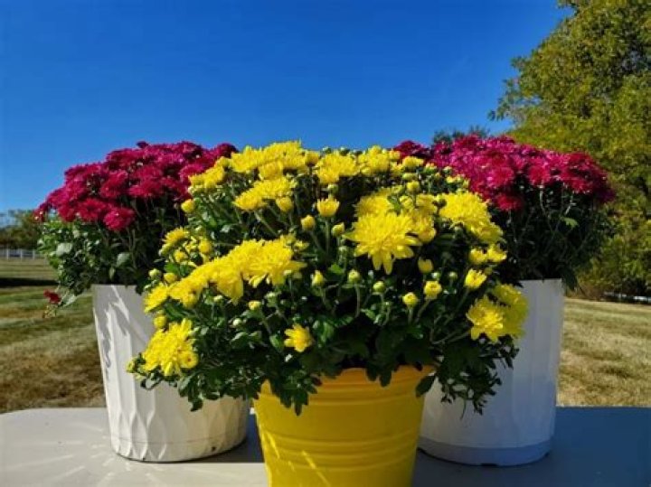 How do you care for outdoor potted mums?