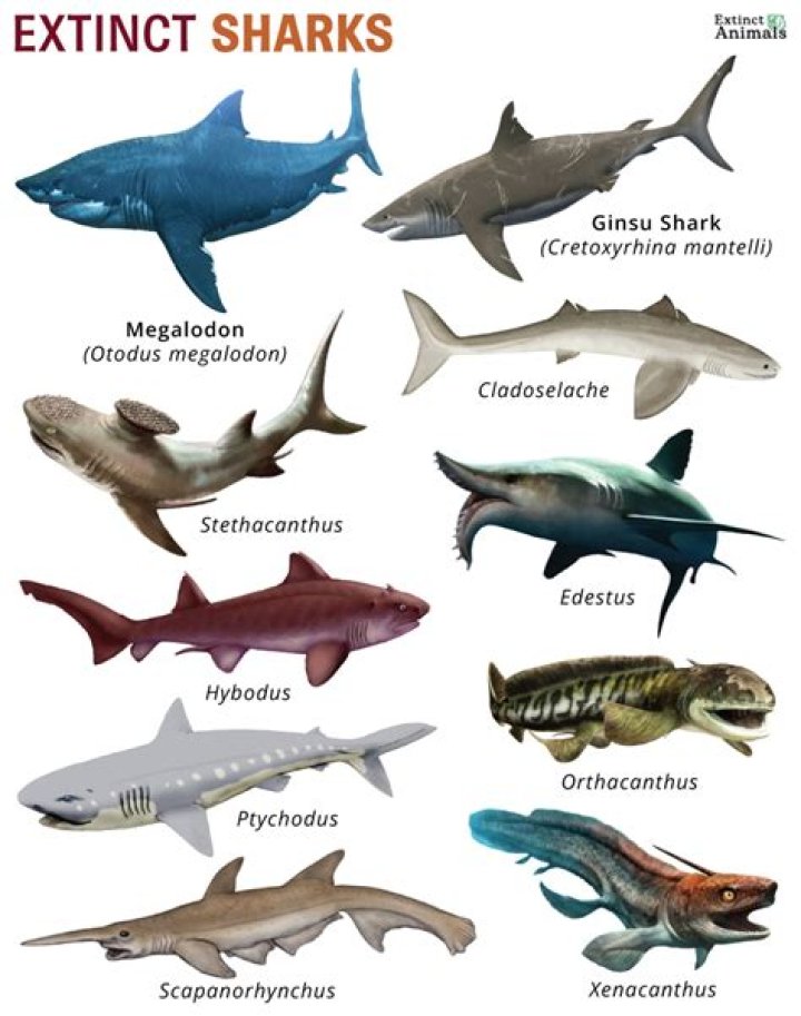 How do you get a shark to let go of you?