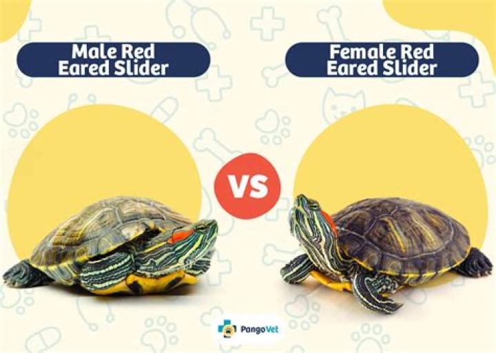 How do you get the turtle to follow the mouse in Python?