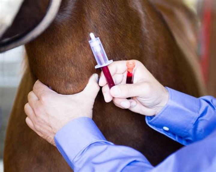 How do you keep a horse calm while trailering?